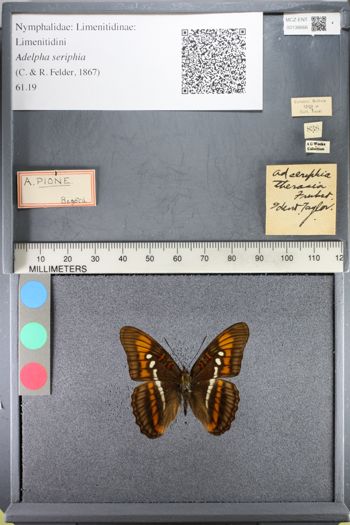 Media type: image;   Entomology 138666